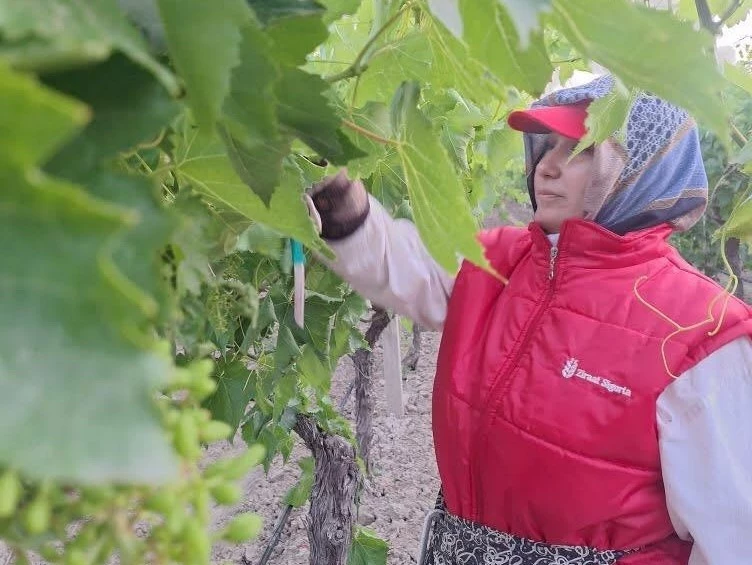 Sultaniye üzümünde kalite için zamanla yarışıyorlar
