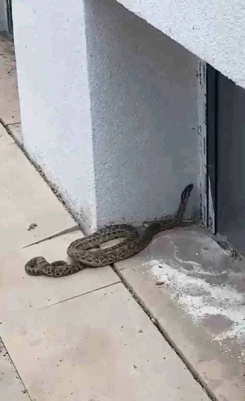 Okulda paniğe neden olan yılan, öğretmen tarafından yakalandı
