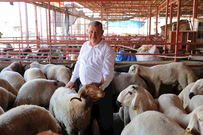 Kahramanmaraş’ta kurbanlık fiyatı birçok ilden ucuz: Kilosu 250 ile 295 TL arasında
