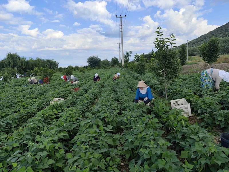 Damaklarda iz bırakan ’nazende’ fasulyesinin hasadına başlandı

