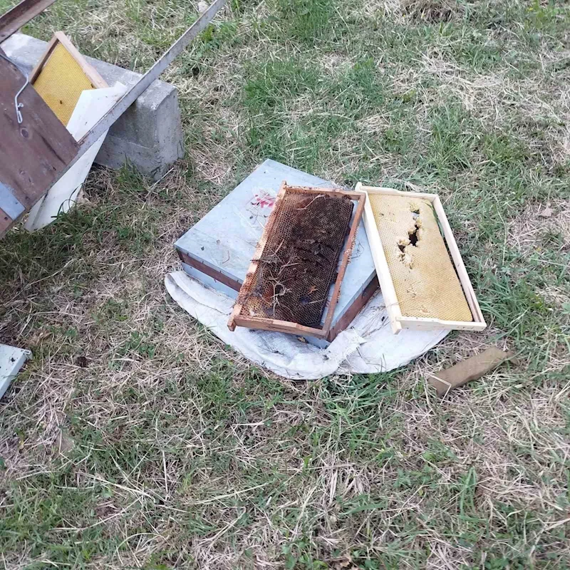 Kastamonu’da ayı 6 arı kovanını parçaladı
