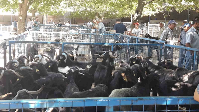 Büyükşehir modern mezbahaları ile Kurban Bayramı’na hazır
