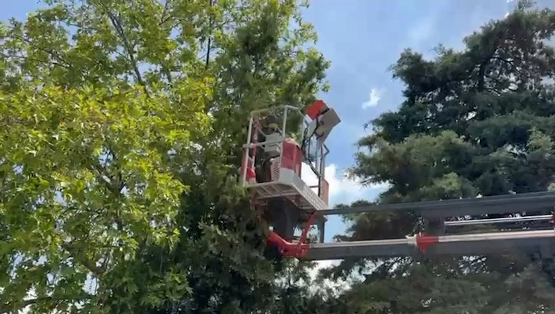 Bursa’da ağaçta mahsur kalan kedileri itfaiye kurtardı
