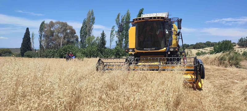 Hububatta hasat dönemi başladı
