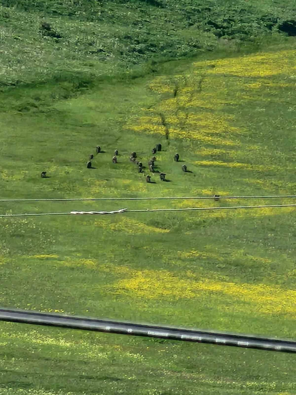 Horasan’da domuz sürüsü görüntülendi
