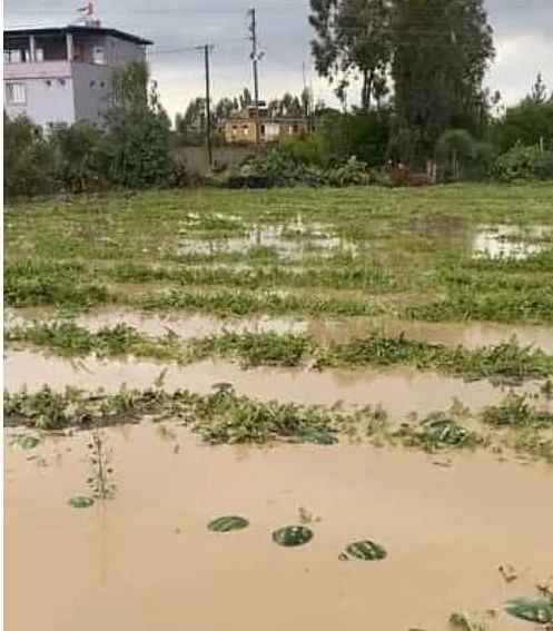 Adana ilçelerinde tarım arazileri sular altında kaldı
