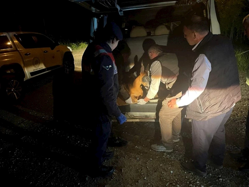 Yaralı karacayı jandarma koruma altına aldı
