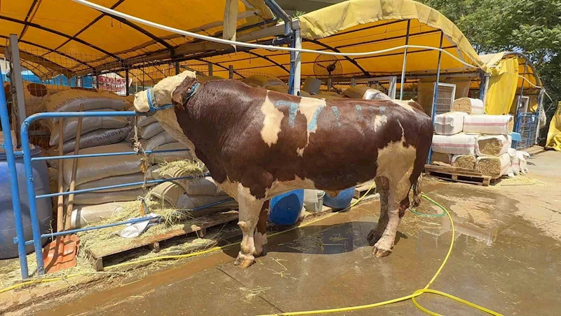 Kurban pazarının şampiyonu oldu: 1 ton 200 kiloluk dana 420 bin TL’ye alıcı buldu

