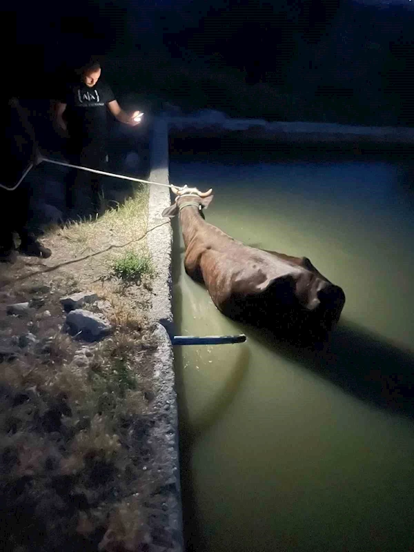 Adıyaman’da havuza düşen inek kurtarıldı

