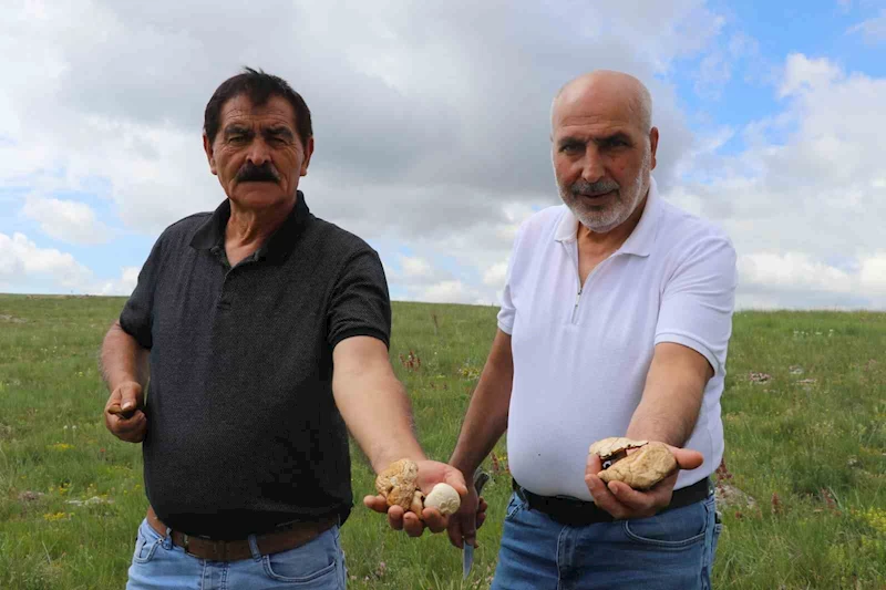 Bedava protein, doğadan elleriyle tek tek topluyorlar
