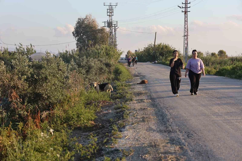 Kuduz karantinasının olduğu 4 mahallede sokak köpekleri vatandaşları tedirgin ediyor
