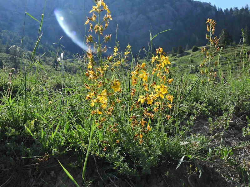 Kahramanmaraş Geben Vadisi Milli Park ilan edildi
