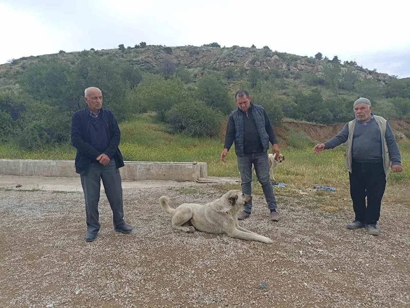 Başıboş köpekler buzağıyı parçaladı, sahiplerine saldırdı
