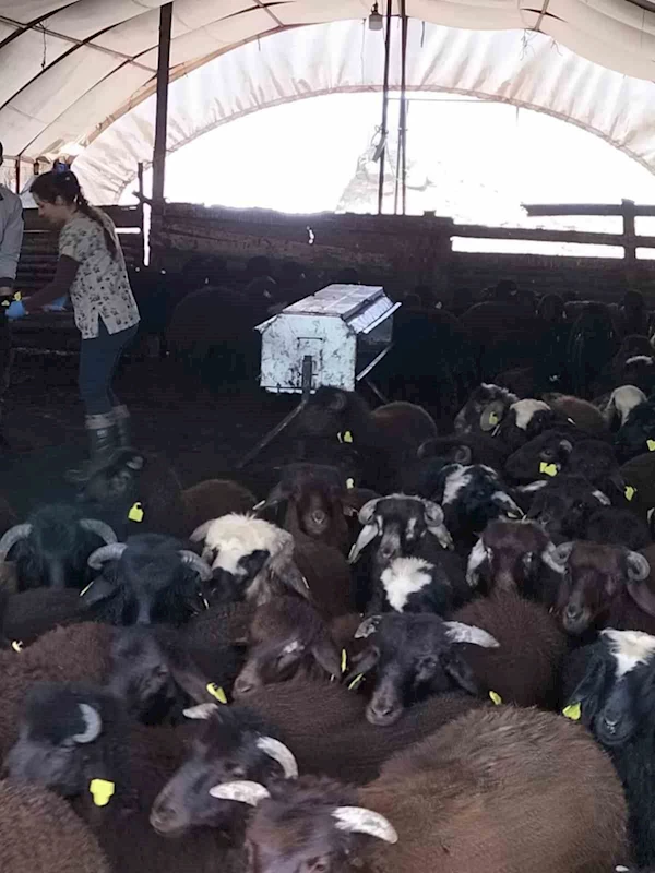 Elazığ’da aşılama ve küpeleme çalışmaları sürüyor
