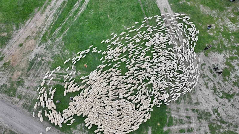 Yüzlerce kuzu annesiyle buluştu, o anlar dron ile görüntülendi
