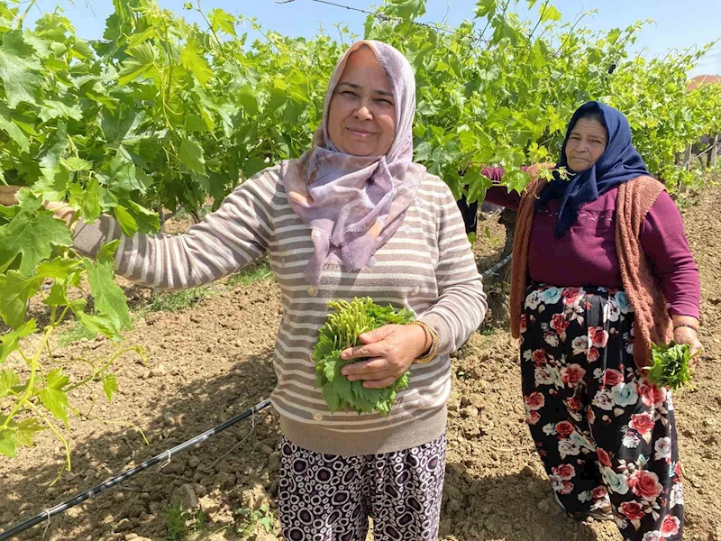 Yaprağı meyvesinden daha çok kazandırıyor
