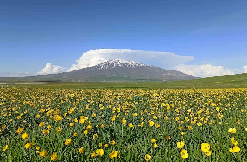 Sütey Yaylası bahar çiçekleriyle renklendi
