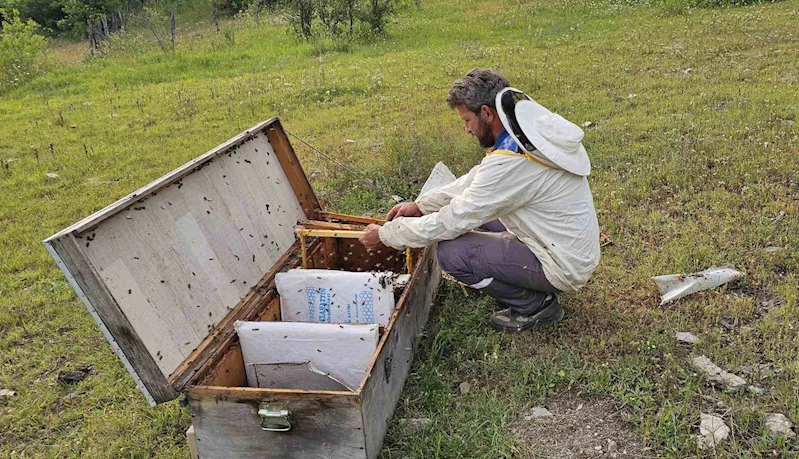 Kastamonu’da ayı bal kovanlarını parçaladı
