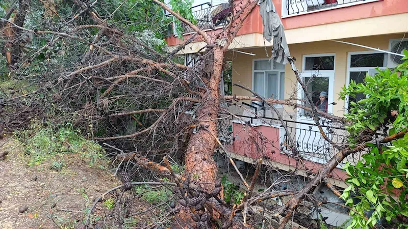 Manavgat’ta dev ağaç binanın üzerine devrildi

