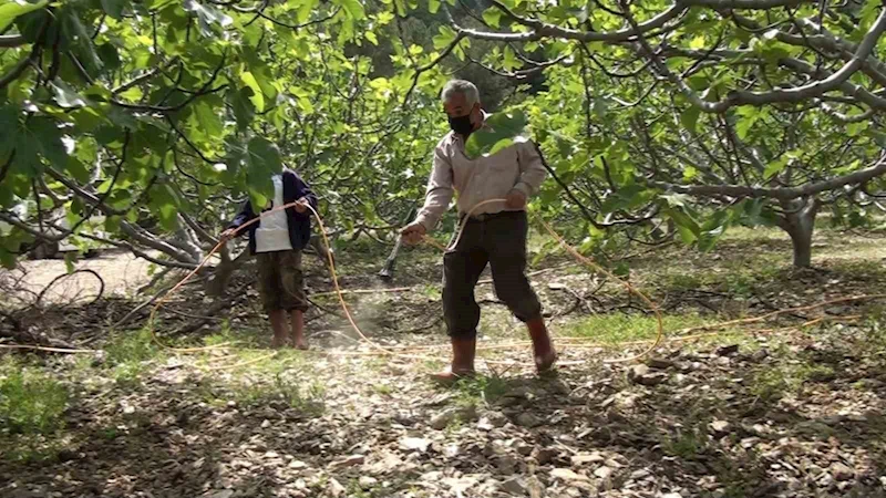 Antalya’da incir bahçelerinde yeni sezon hazırlıkları
