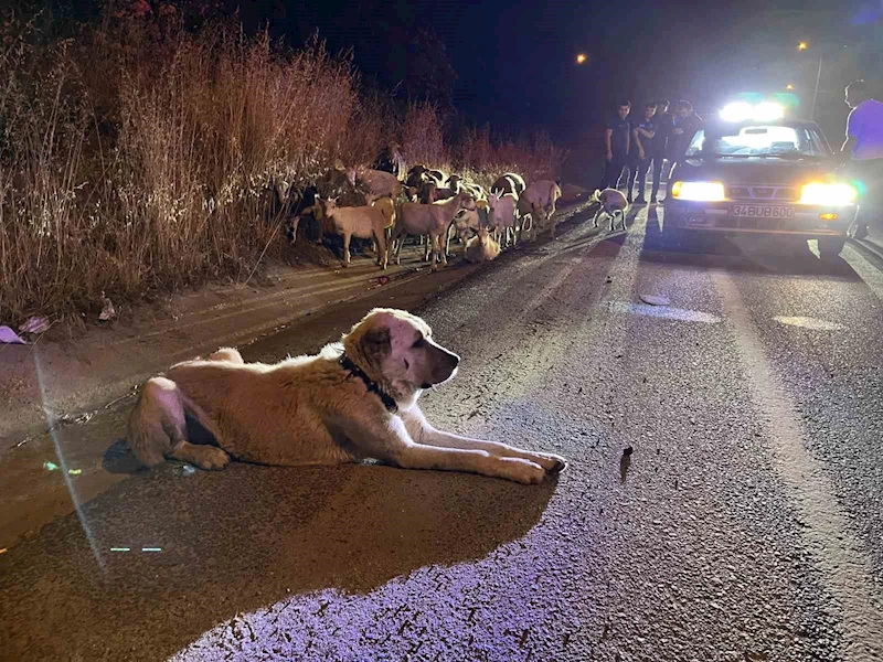 Çorlu’da çiftlikten kaçan 20 keçiyi polis buldu
