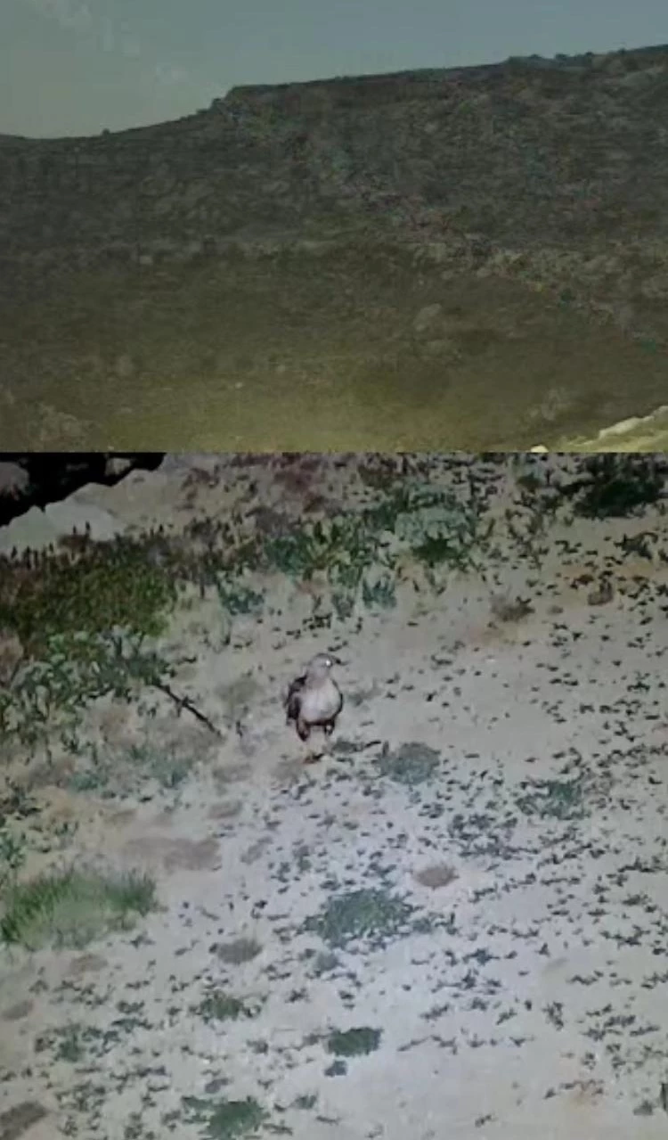 Yayladaki evin bahçesi yabani hayvanların mekanı oldu

