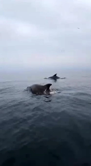 Mudanya sahilinde yunuslarla unutulmaz karşılaşma
