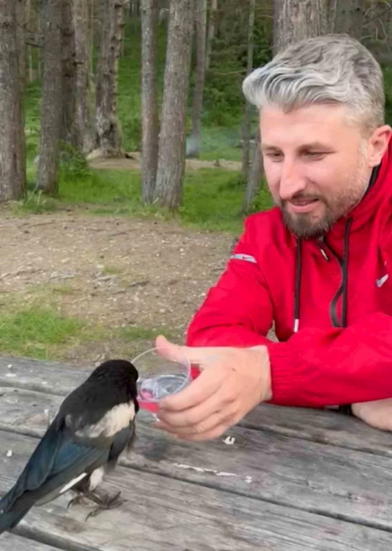 Yavru kargaya bardakla su verdiler, elleriyle beslediler
