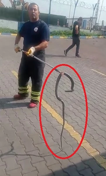 Fabrikaya giren yılanı itfaiye ekipleri yakaladı
