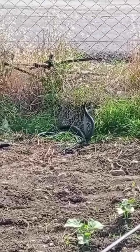 Hatay’da yılanların dansı
