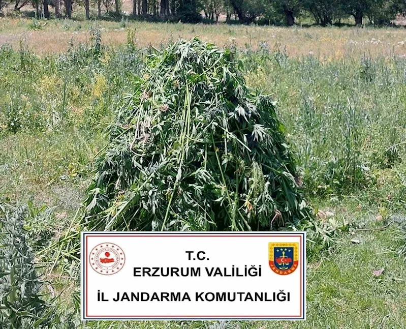 Erzurum’da 867 kök kenevir bitkisi ele geçirildi
