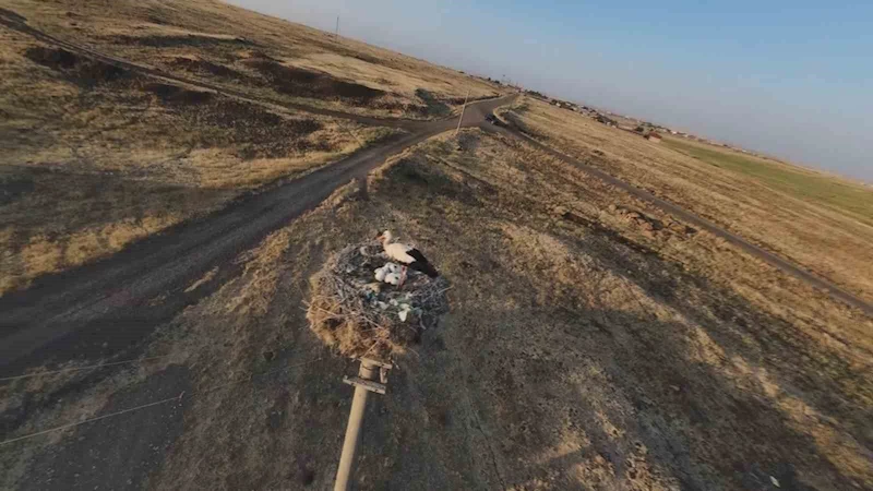 Diyarbakır’da leylekler yuvalarına döndü
