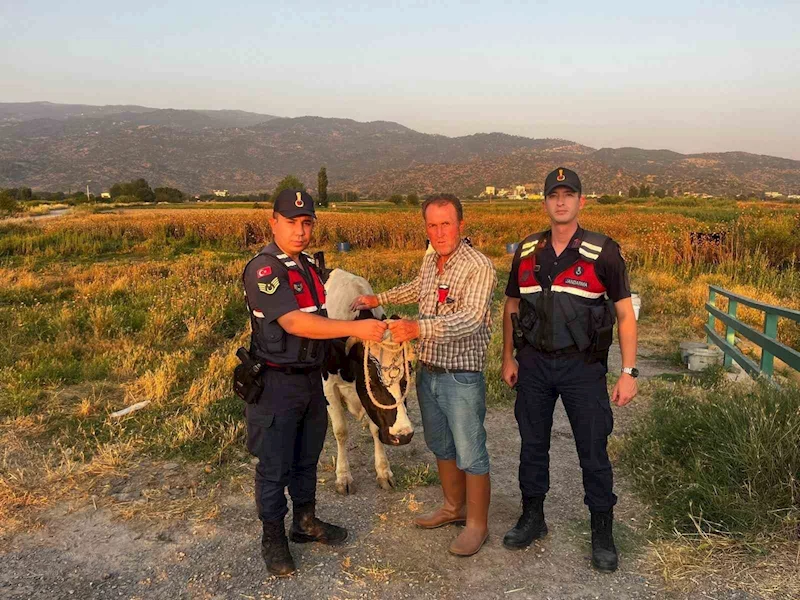 Çalınan hayvanı jandarma bularak sahibine teslim etti
