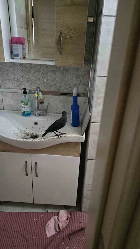 Boş eve girerek mahsur kalan yavru karga kurtarıldı

