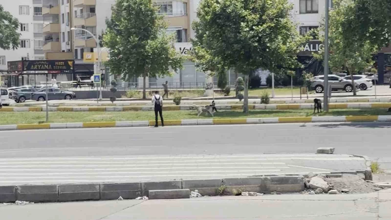 Diyarbakır’da sürü halinde gezen köpekler vatandaşları korkuttu
