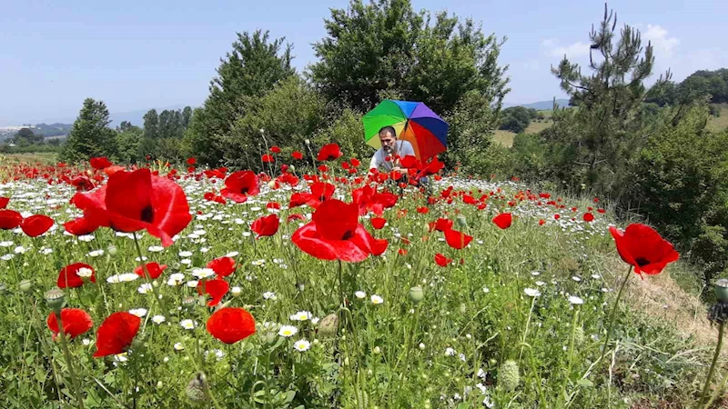 Gelincik ve papatya tarlası fotoğraf tutkunlarına görsel şölen sunuyor
