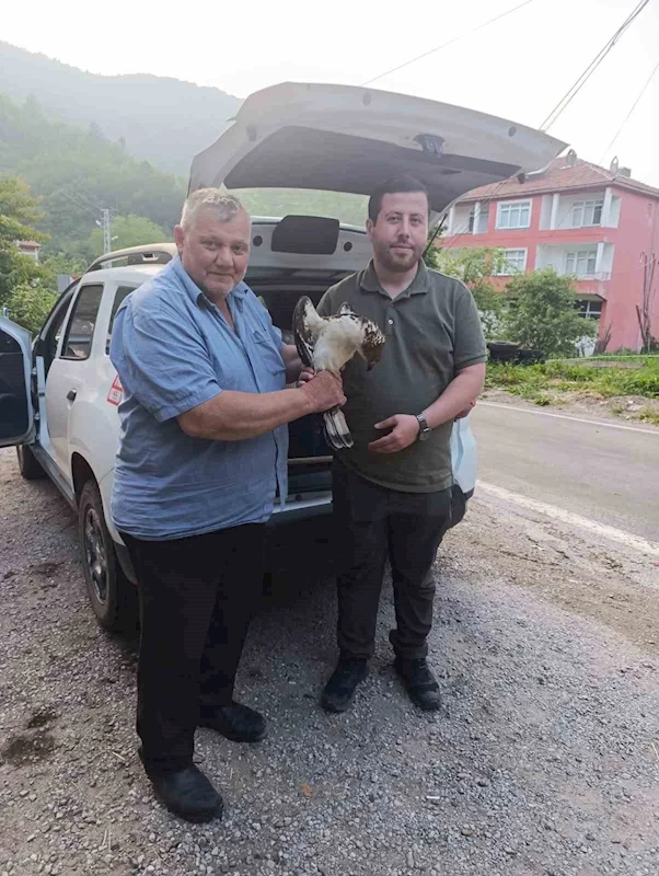 Kastamonu’da yaralı halde bulunan şahin, tedavi altına alındı
