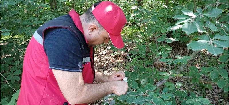 Savaşçı arılar tek tek bırakıldı
