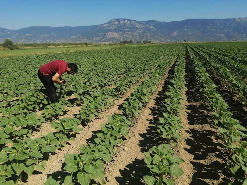 Söke’de ayçiçeği tarlaları taranıyor
