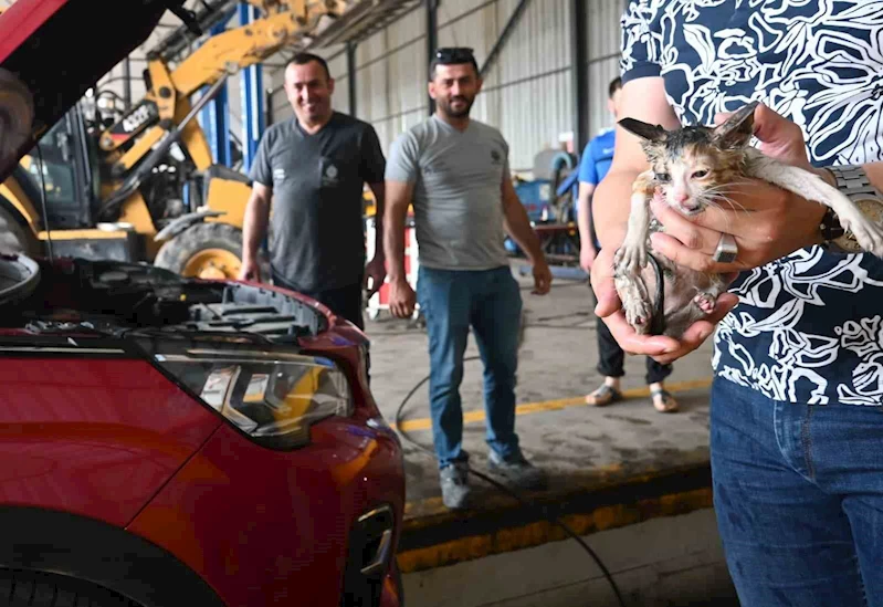 Yavru kedi kurtarma operasyonu
