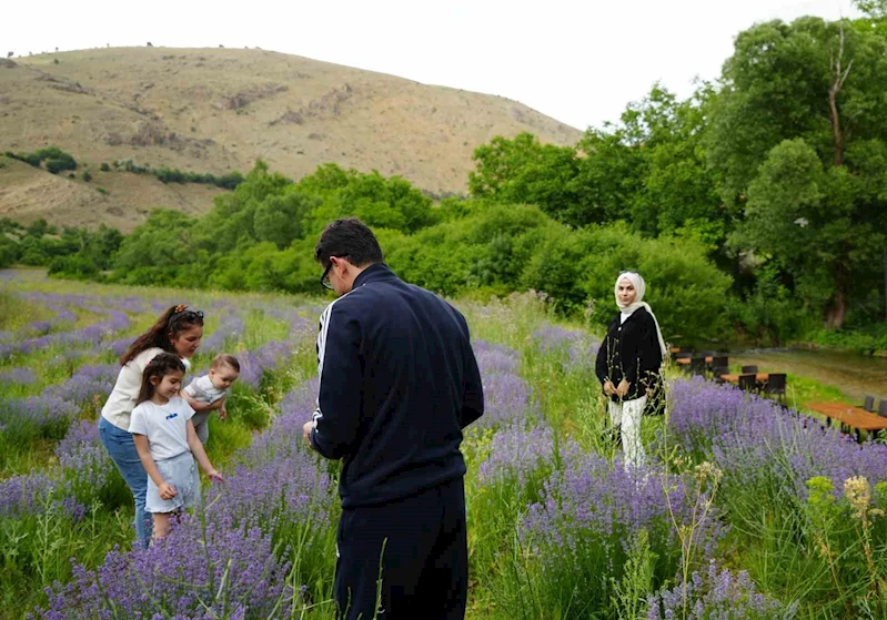 Erzincan’ın Çağlayan beldesi lavanta tarlalarıyla büyülüyor
