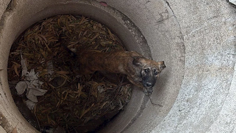 Antakya’da kuyuya düşen köpeği itfaiye kurtardı

