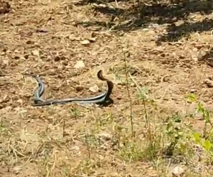 Malatya’da yılanların çiftleşme dansı kamerada
