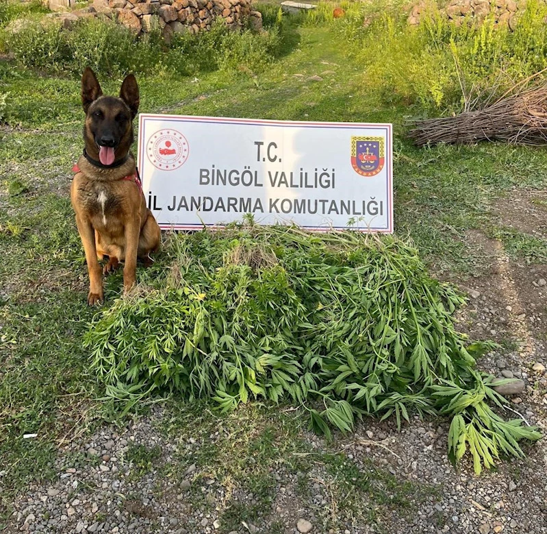 Bingöl’de 4 günde 14 bin 933 kök kenevir ele geçirildi
