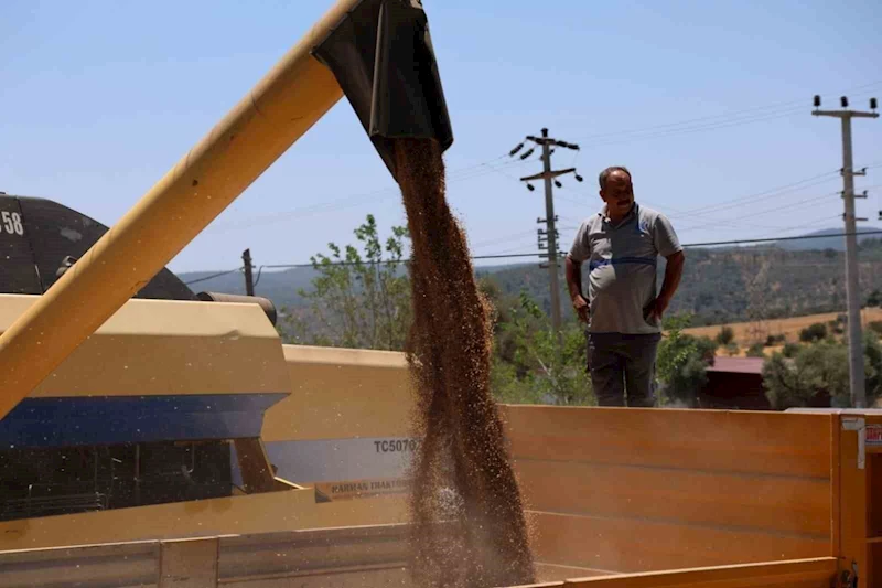 Bodrum Belediyesi’nden karakılçık buğdayı hasadı
