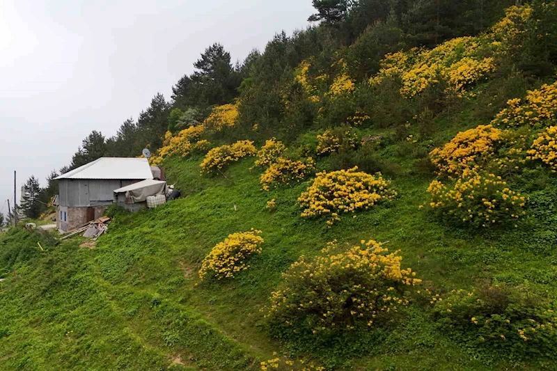 Sarı zifin çiçekleri Zigana’yı renklendirdi
