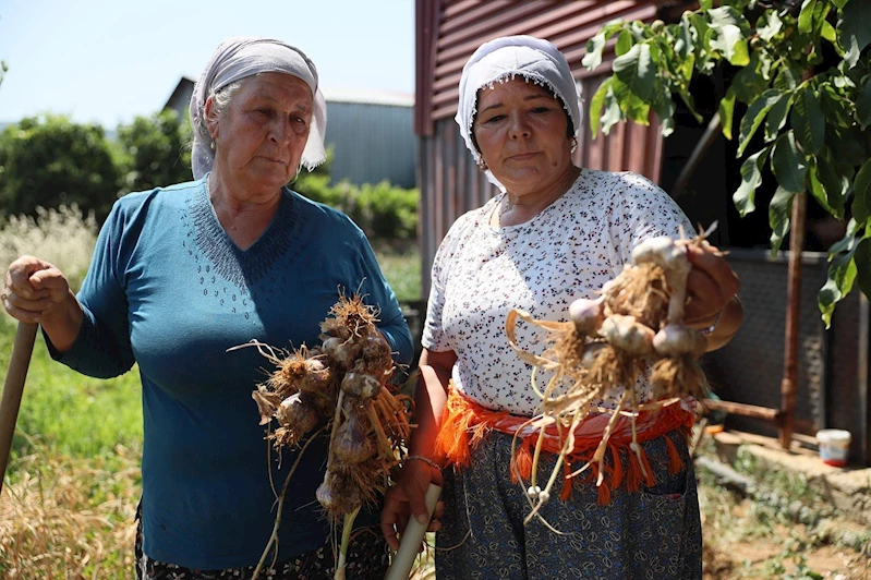Coğrafi işaretli Ula sarımsağı ilgi odağı oldu
