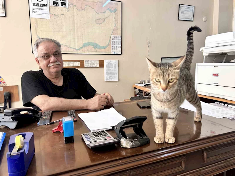 Yavrularını ağzıyla ofise taşıyan anne kedi yürekleri ısıttı
