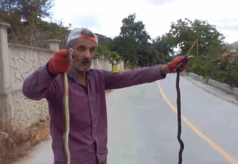 Yılanları elleriyle yakaladı
