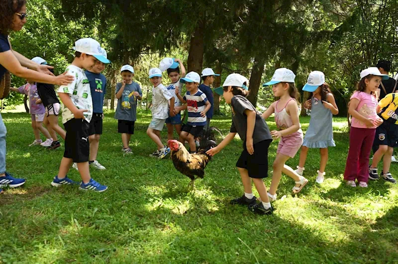 Minik eller Denizli Horozu üretimini öğrendi
